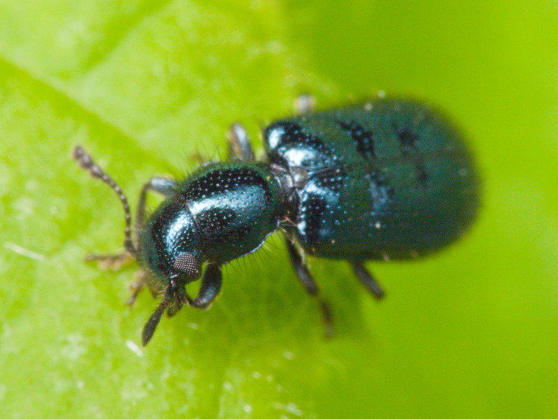 Korynetes caeruleus (De Geer, 1775)